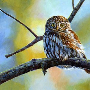 n-pygmy-owl