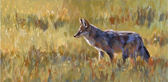 coyote